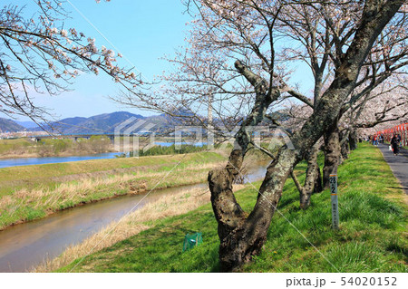 島根県斐伊川堤防桜並木 54020152