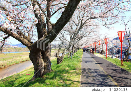 島根県斐伊川堤防桜並木 54020153