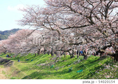 島根県斐伊川堤防桜並木 54020154