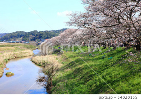 島根県斐伊川堤防桜並木 54020155