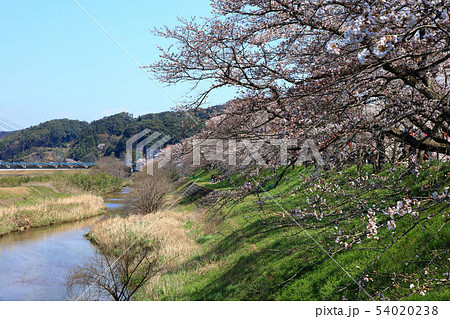 島根県斐伊川堤防桜並木 54020238