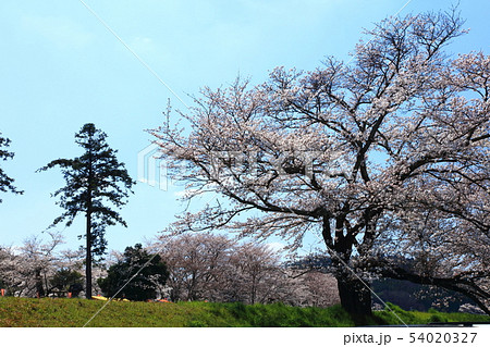 島根県斐伊川堤防桜並木 54020327