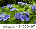 紫陽花 54020497