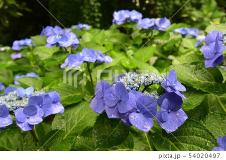紫陽花 紫陽花 54020497