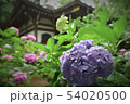 紫陽花 54020500