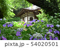 紫陽花 54020501