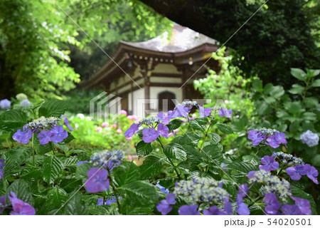 紫陽花 紫陽花 54020501