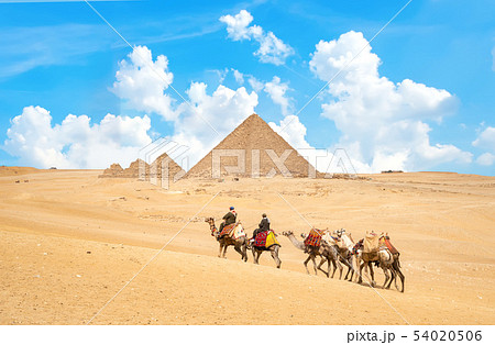 Caravan of camels 54020506