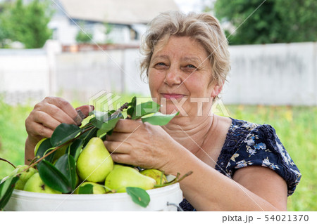 a farmer with a pear crop a farmer with a pear crop 54021370
