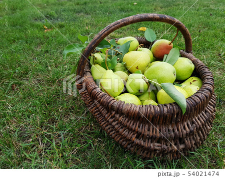 harvest of pears in the basket harvest of pears in the basket 54021474