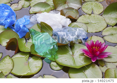 plastic bottle lake water lily   54021475
