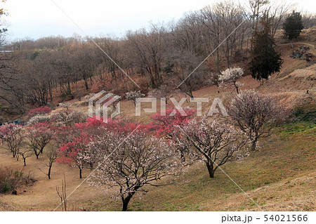 山梨県甲斐市、敷島総合公園の梅林 54021566