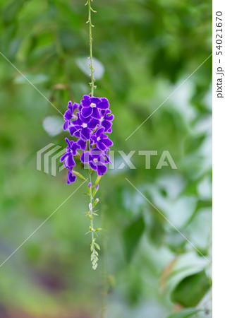Golden dewdrop, pigeon berry, or skyflower Golden dewdrop, pigeon berry, or skyflower 54021670
