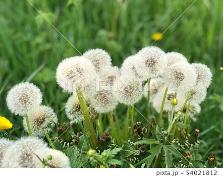 Green meadow in summer with dandelions 54021812