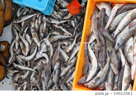 北海道のホッケ 54022061