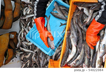 北海道のホッケ 54022064