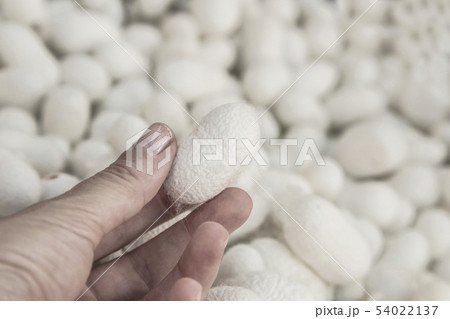 female hand holding a silkworm cocoon female hand holding a silkworm cocoon 54022137