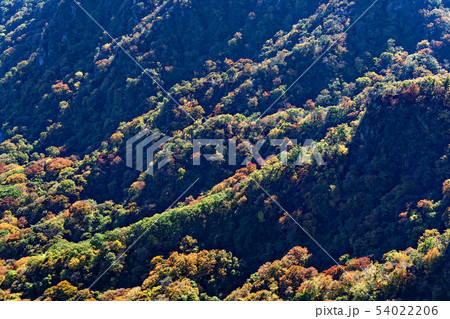 妙義山・茨尾根のピークから見る紅葉の山肌 54022206