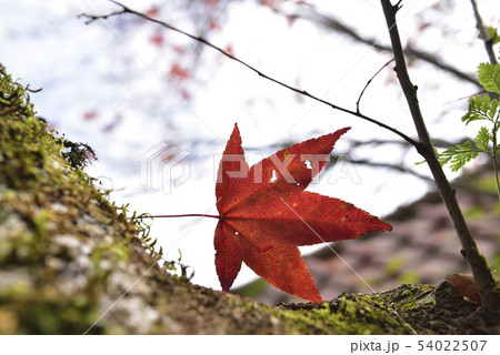 楓 カエデ メープル 54022507