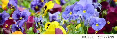 Multicolor pansy flowers or pansies close up as Multicolor pansy flowers or pansies close up as 54022649