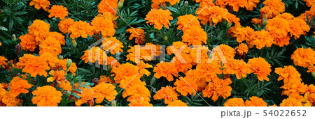 A large number of beautiful bloomed yellow A large number of beautiful bloomed yellow 54022652