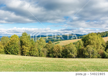 forest on the edge of a meadow in mountains 54022805