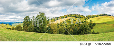 forest on the edge of a meadow in mountains 54022806