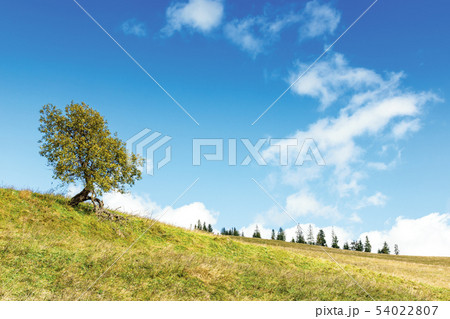 deciduous tree on the grassy hill 54022807
