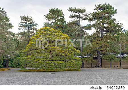 京都大宮御所の一本松 54022889