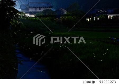 ホタルの乱舞　和歌山県伊都郡かつらぎ町　志賀地区 54023073