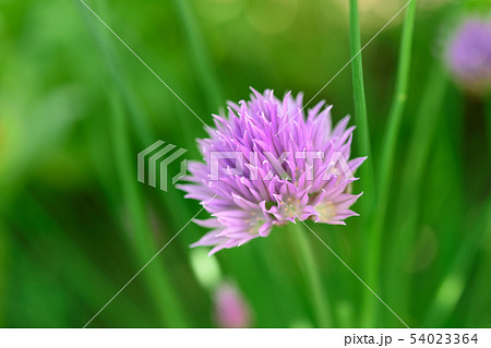 Chive flowers in the garden 54023364