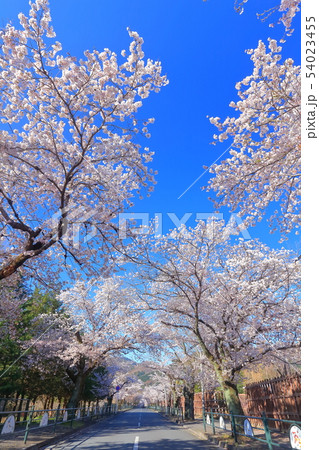 【埼玉県】長瀞の桜トンネル 【埼玉県】長瀞の桜トンネル 54023455