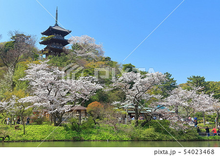 【神奈川県】三溪園の三重塔と満開桜 54023468