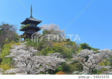 【神奈川県】三溪園の三重塔と満開桜 54023470