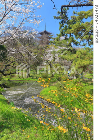 【神奈川県】三溪園の三重塔と満開桜 54023473