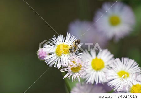 ハルジオンの花に虫が集っている ハルジオンの花に虫が集っている 54024018