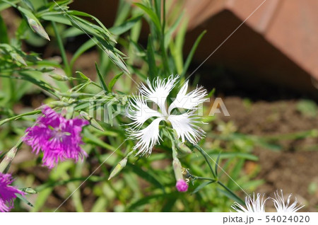ナデシコの花 54024020