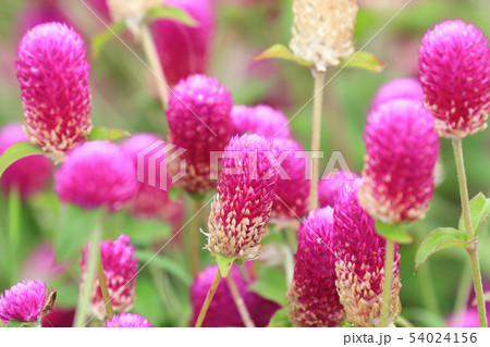 黄色 イエロー 黄色い 54024156