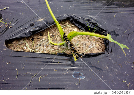 里芋の害虫、セスジスズメ 54024207