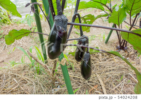 ナスの栽培 54024208