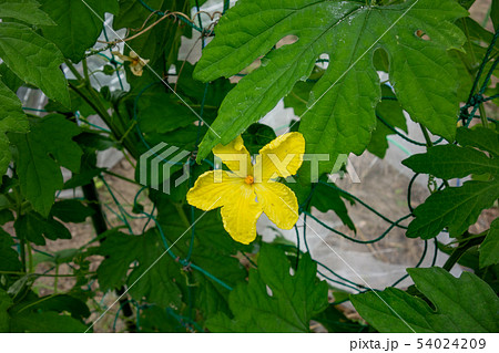 ゴーヤの栽培 ゴーヤの栽培 54024209