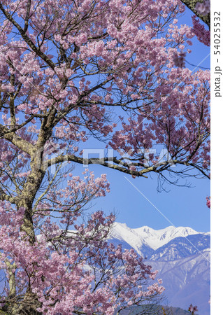 高遠城址公園の桜 長野県伊那市 高遠城址公園の桜 長野県伊那市 54025532