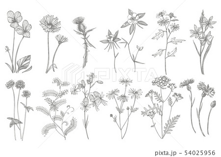 Collection of hand drawn flowers and herbs. Botanical plant illustration. Vintage medicinal herbs Collection of hand drawn flowers and herbs. Botanical plant illustration. Vintage medicinal herbs 54025956