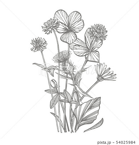 Pansy and Clover or daisy flower. Botanical illustration. Good for cosmetics, medicine, treating 54025984