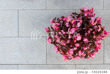 石敷きの上に置いた赤いベゴニア 石敷きの上に置いた赤いベゴニア 54026388