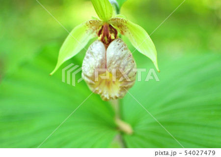 仙台野草園　クマガイソウ　３ 54027479