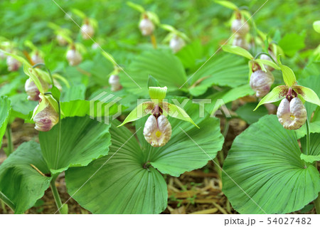 仙台野草園　クマガイソウ　６ 54027482