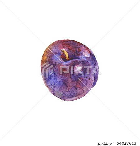 Watercolor plum 54027613