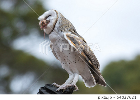 Cute barn owl, Tyto alba, with large eyes sitting on the leather glove caught a mouse and eats her 54027621