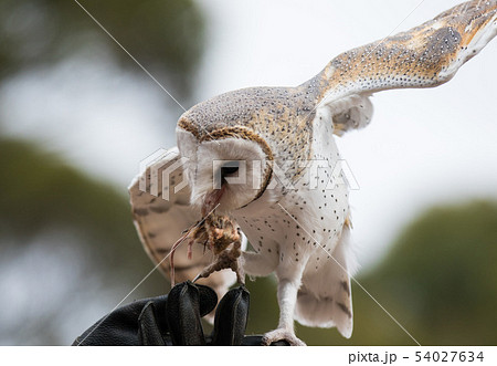 Cute barn owl, Tyto alba, with large eyes sitting on the leather glove caught a mouse and eats her 54027634